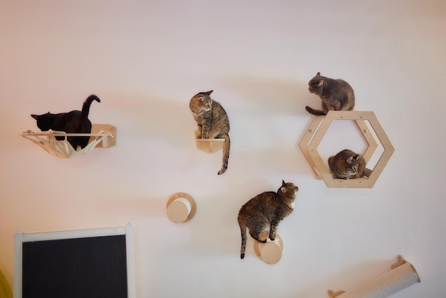 Kattenkrabpaal aan de muur gemonteerd in moderne kamer voor huisdier op witte muur stijlvolle decoratie voor eigen katten