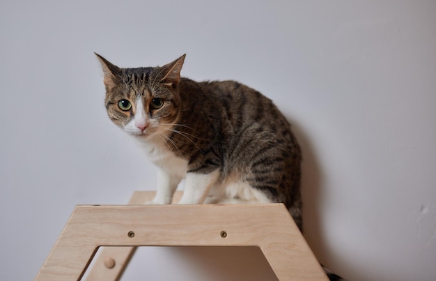 Kattenkrabpaal aan de muur gemonteerd in moderne kamer voor huisdier op witte muur stijlvolle decoratie voor katteneigenaar met kopieerruimte