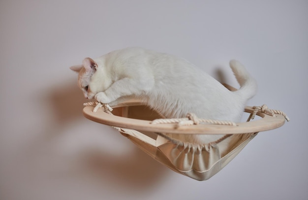 Kattenkrabpaal aan de muur gemonteerd in moderne kamer voor huisdier op witte muur stijlvolle decoratie voor katteneigenaar met kopieerruimte