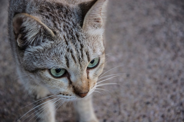 Kattenportret dichte omhooggaand