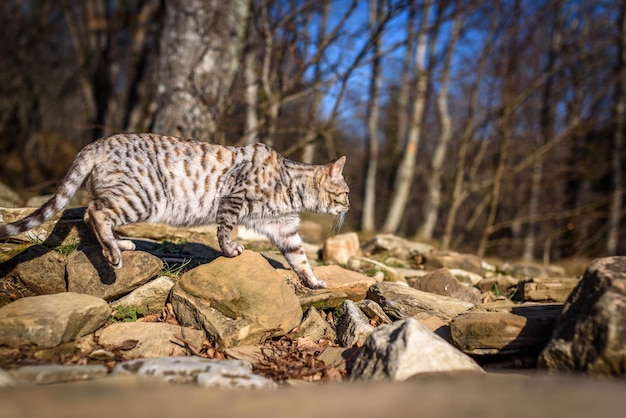 Kattenportret Een mooie, schattige kat met gele ogen loopt door het bos