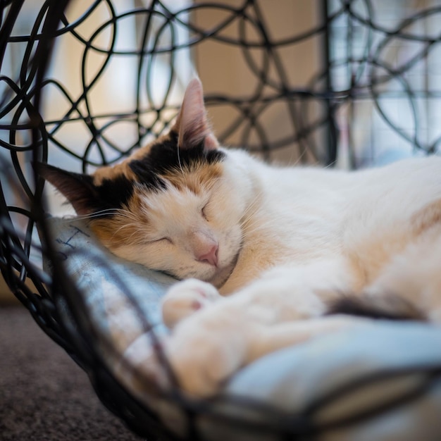 Kattenportret Huiskat op een onscherpe achtergrond Kattenopvang slapende kat