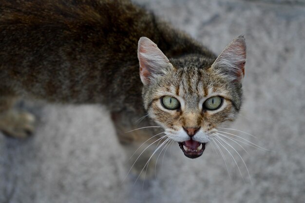 Kattenportret kat miauw miauwende kat