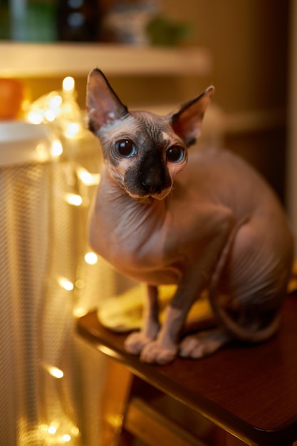 Kattenras Canadese sphynx Canadese sphynx zit op een stoel