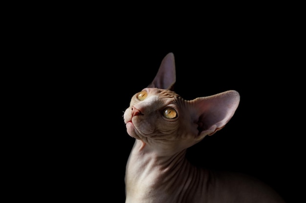 Kattenras canadese sphynx op een zwarte