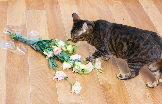 Kattenras toyger gevallen en gebroken glazen vaas met bloemen Concept van schade door huisdieren