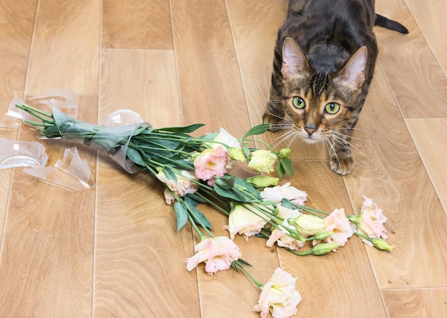 Kattenras toyger gevallen en gebroken glazen vaas met bloemen Concept van schade door huisdieren