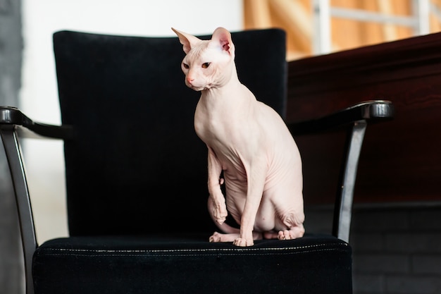 Kattensfinx zonder haar die op de laag op een zonnige dag slapen