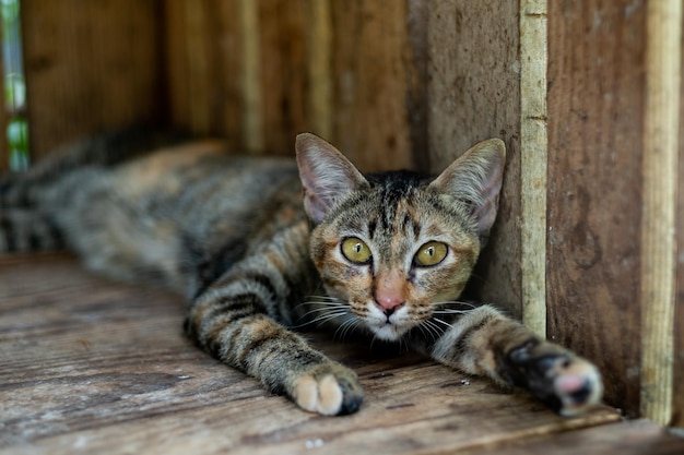 Kattenslaap op de grond lief dier