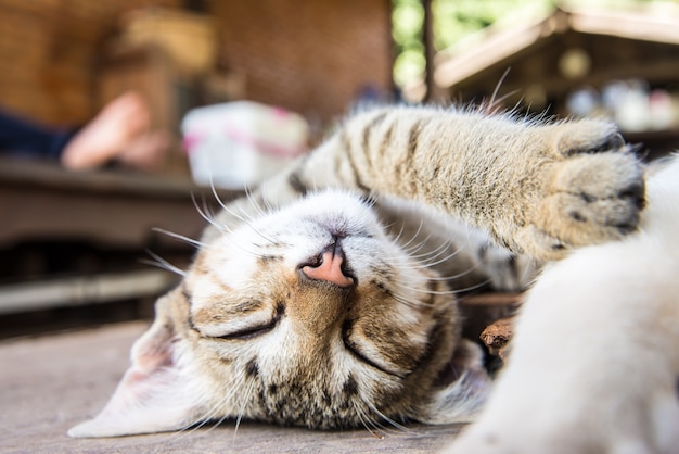 Kattenslaap op de houten grond