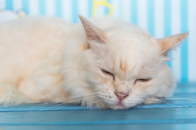 Kattenslaap op houten stoel wanneer reis