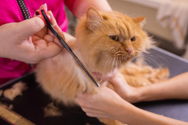 Kattenverzorging in de schoonheidssalon voor huisdieren. De tovenaar gebruikt de schaar voor het knippen van de staart.