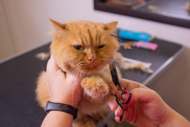 Kattenverzorging in de schoonheidssalon voor huisdieren. De tovenaar gebruikt de schaar voor het knippen van de staart.