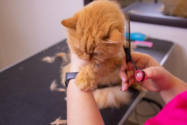 Kattenverzorging in de schoonheidssalon voor huisdieren. De tovenaar gebruikt de schaar voor het knippen van de staart.