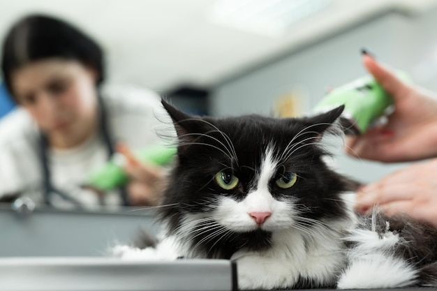 Kattenverzorging in schoonheidssalon voor huisdieren Trimmeester knipt en scheert een kat zorgt voor een kat