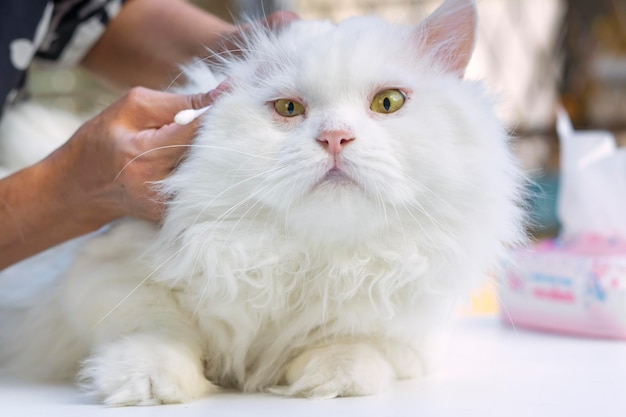 Kattenverzorging Reinig de oren van de kat met een katoenen borstel