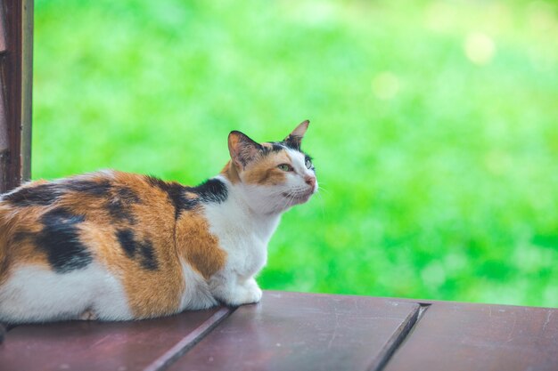 Kattenzitting op een houten balkon.