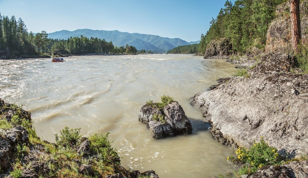 Katun river in the Altai mountains Siberia Forest and rocks on the banks