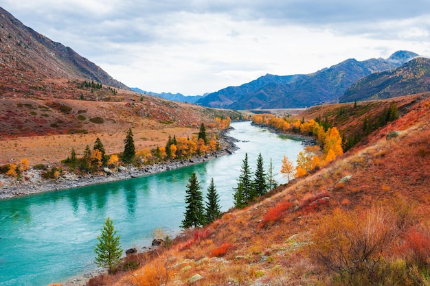 Katun river with yellow autumn trees in Altai mountains, Siberia, Russia