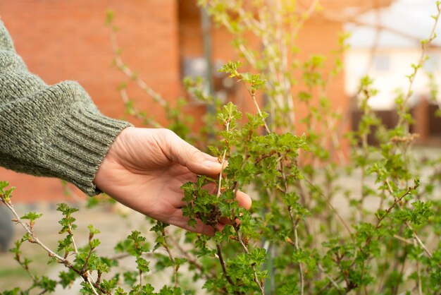 Kaukasische tuinman die planten inspecteert in de lente in de achtertuin