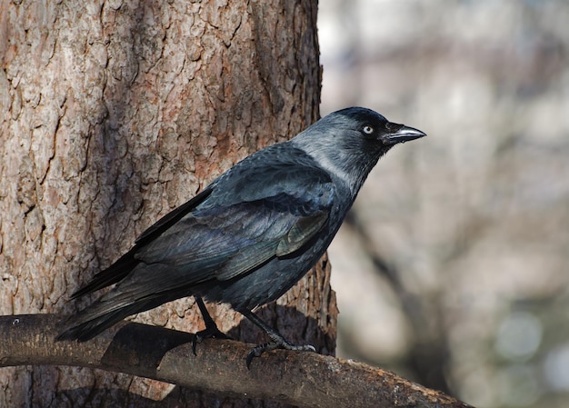 Kauw met blauwe ogen op een tak in de regio van Park Moskou, Rusland