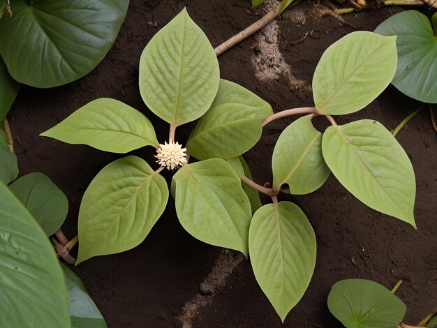 Kava Kava Piper methysticum in the garden