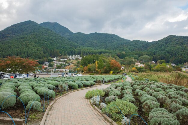 Foto kawaguchiko, japan - 19 oktober 2016: kawaguchiko natural living center