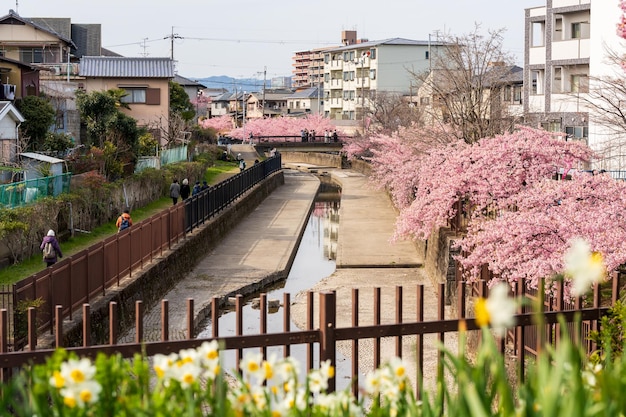 Фото Цветение вишни кавазу на водном пути йодо-суиро в киото, япония