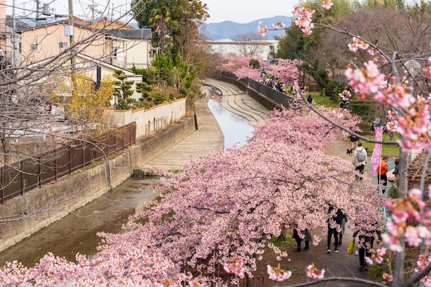 Photo kawazu cherry blossoms in the yodo suiro waterway in kyoto japan