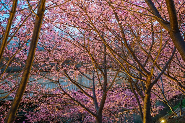 Photo kawazu sakura on miura coast