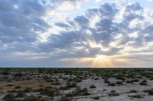 Photo the kazakh steppe on a hot day with the dried plants in the desert