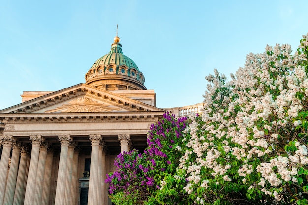 kazan cathedral with blooming lilacs in the summer in st petersburg postcard tourist view