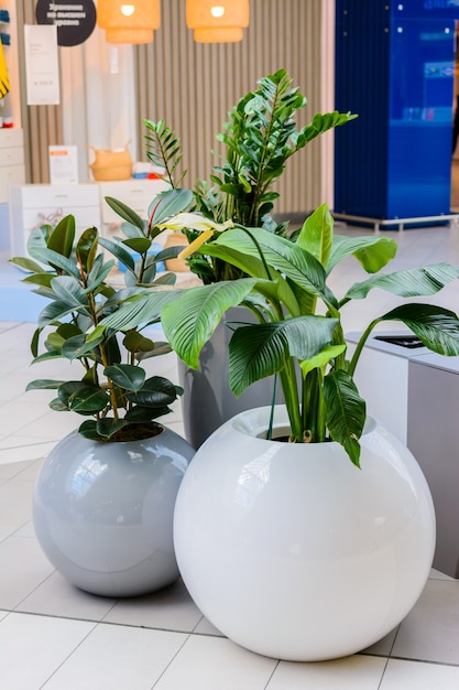 Photo kazan / russia - may 10, 2019: interesting and unusual pots for plants with rounded shapes. creative interior.