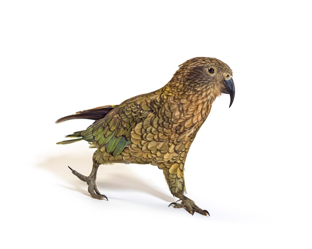 Kea bird waliking Nestor notabilis or Alpine parrot isolated on white