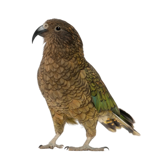 Kea, Nestor notabilis, a parrot, standing in front of white background