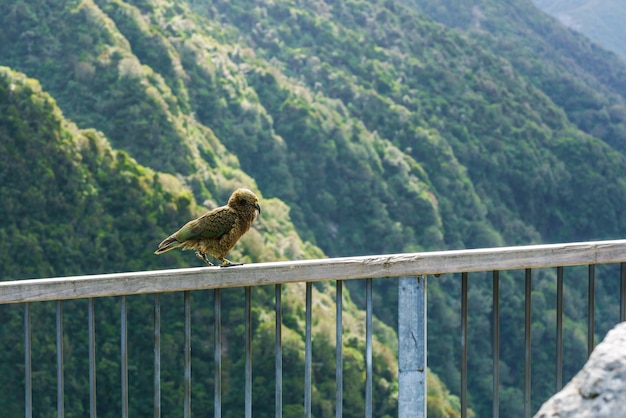 산의 광대라고 불리는 kea는 뉴질랜드 남섬의 숲과 고산 지역에서 발견되는 큰 앵무새입니다.