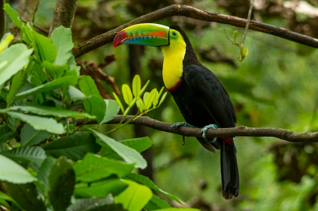 Килевидный тукан Ramphastos Sulfuratus сидит на ветке в Колумбии стоковое фото