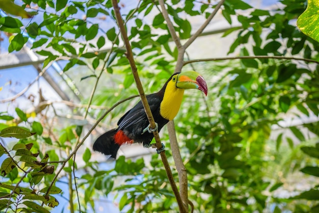 Keelbilled Toucan Ramphastos sulfuratus bird with big bill sitting on the branch in the forest nature travel in central America Playa del Carmen Riviera Maya Yu atan Mexico