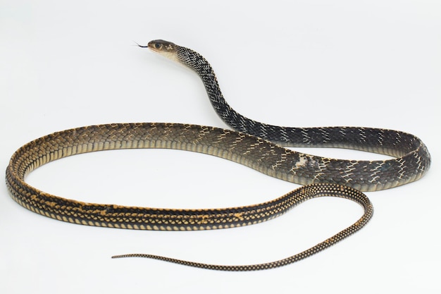 Keeled rat snake ptyas carinata isolated on white background