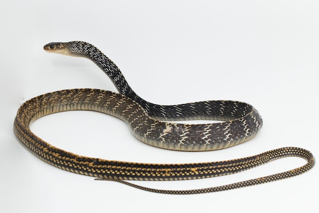 용골 쥐 뱀 Ptyas carinata 흰색 배경에 고립