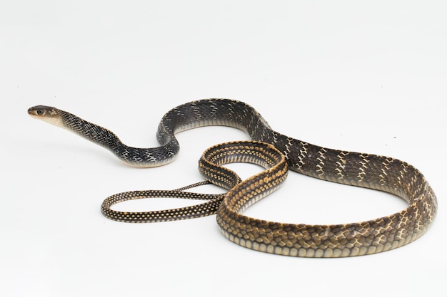 Keeled Rat Snake Ptyas carinata isolated on white background