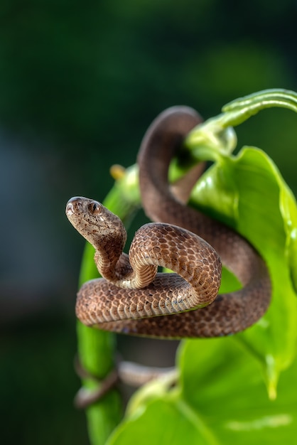 Keeled slug snake on plant branches