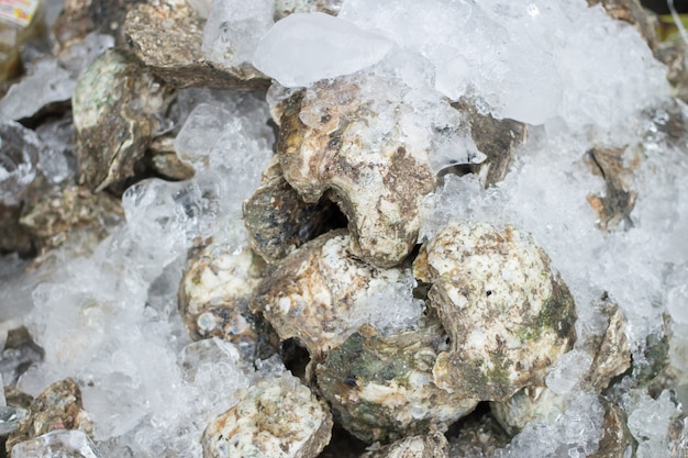 Mantieni ostriche fresche conservate su ghiaccio per frutti di mare