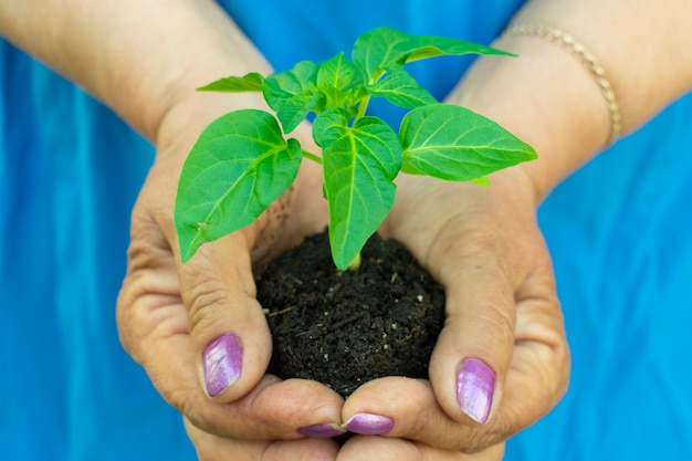 女性の手に植える前に植物の苗を保管してください