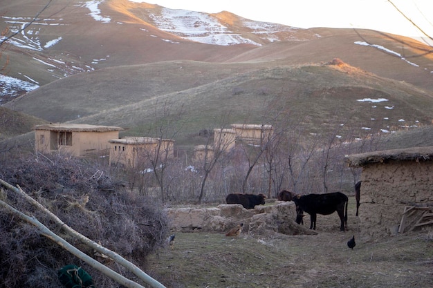 Foto mantenere le mucche in un villaggio di montagna