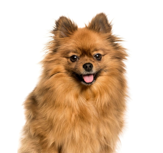 Keeshond against white background isolated on white background