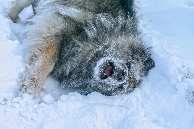 Keeshond dog having fun swimming in the snow