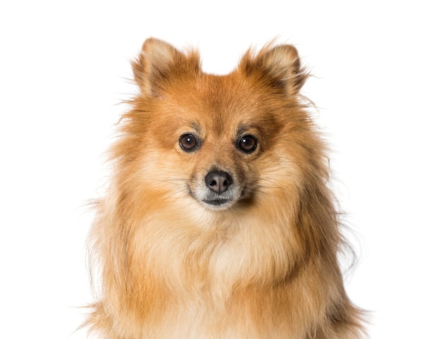 Keeshond in front of white background