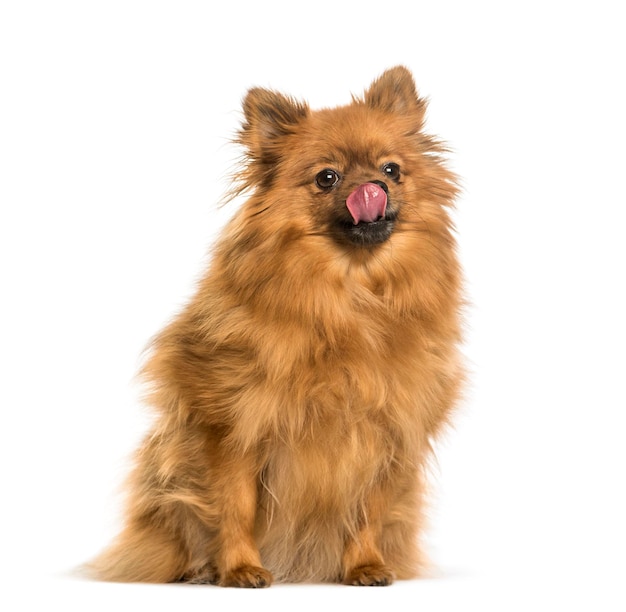 Keeshond sitting against white background