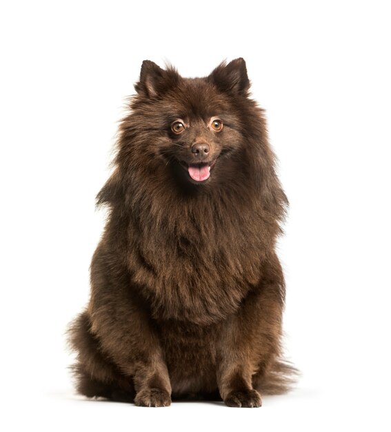 Keeshond zittend tegen wit